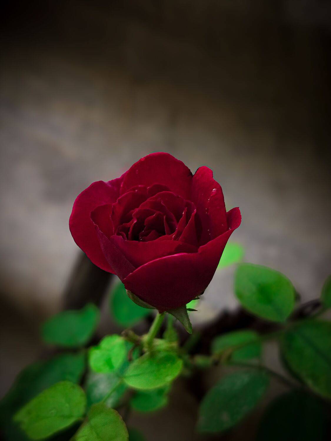 Velvet Passion”