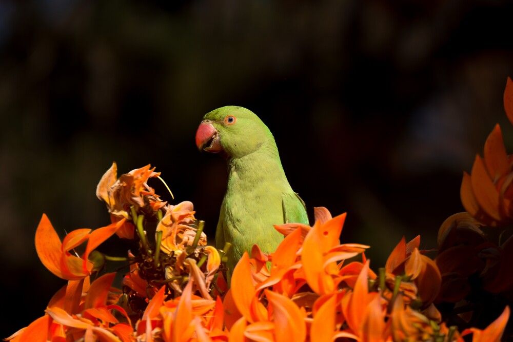Parakeet