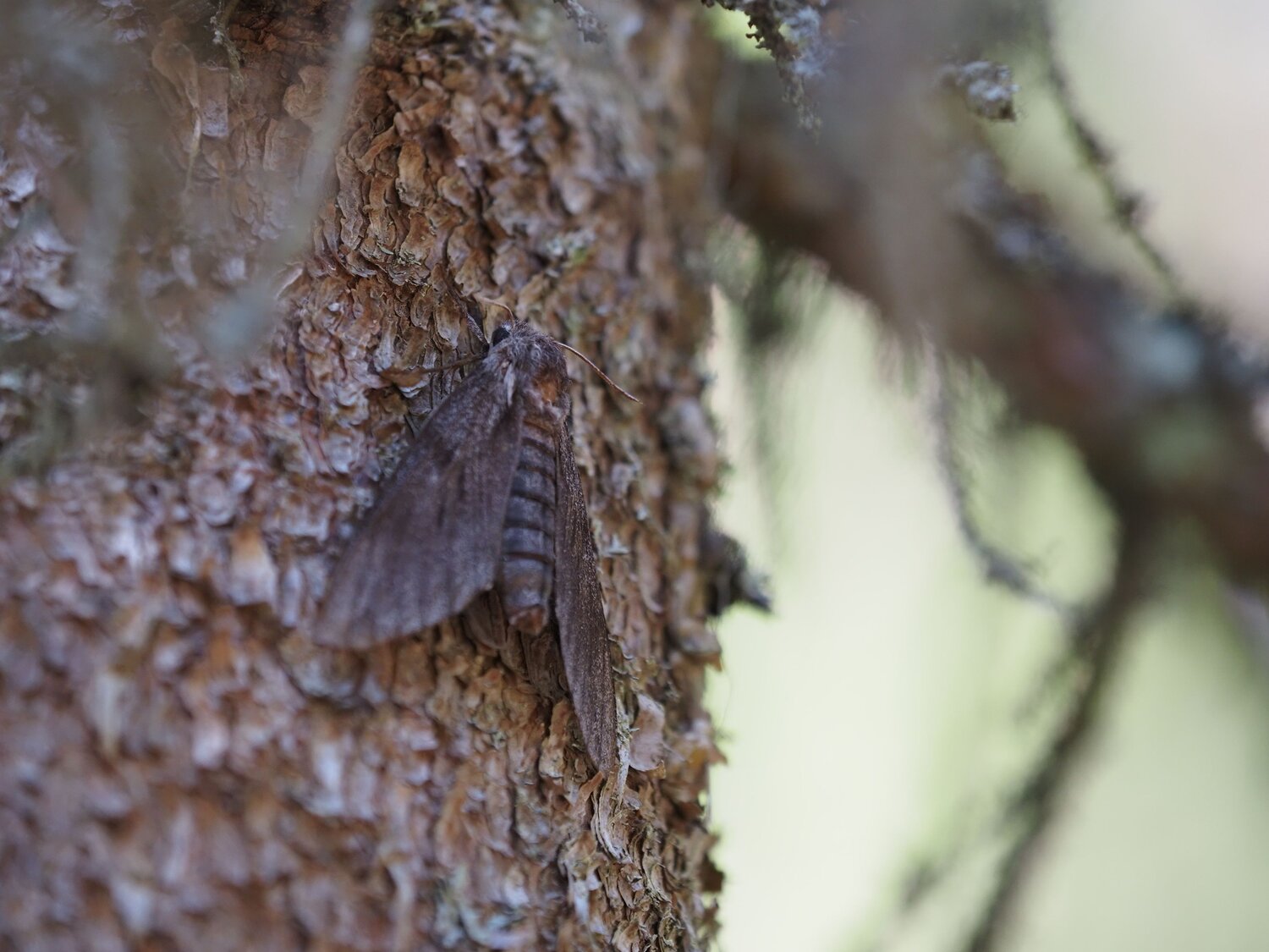 Photo #13398351