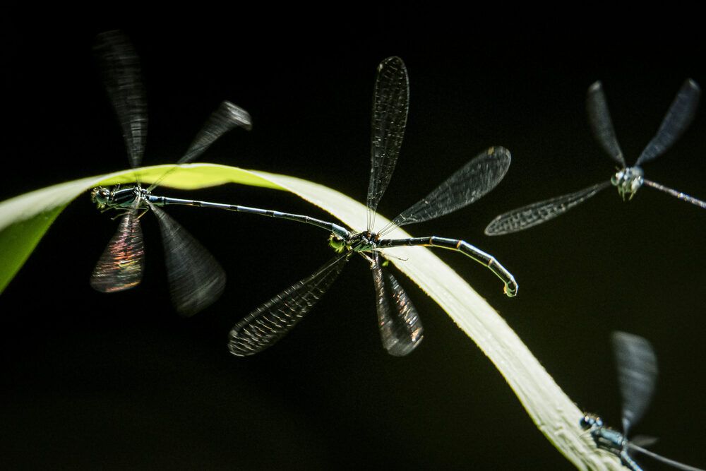 Photograph by Andrea Barlotti