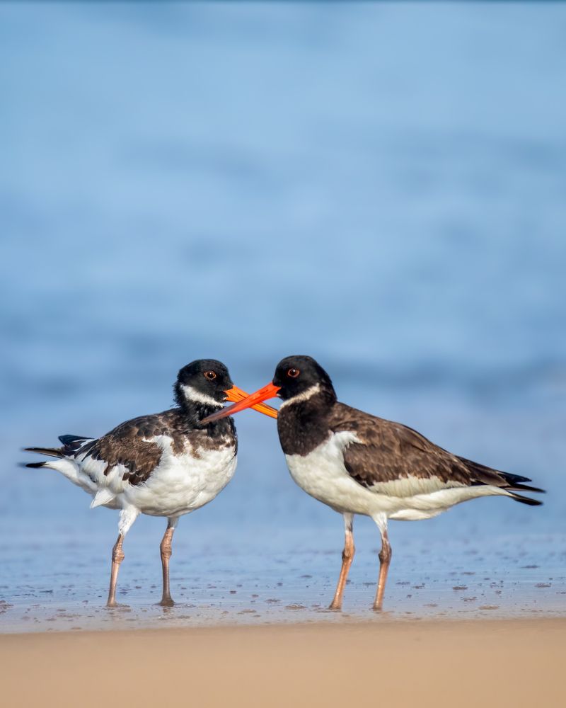 Фотография автора JISHNUDEV PULINKUZHY