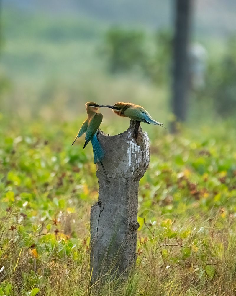 Фотография автора JISHNUDEV PULINKUZHY