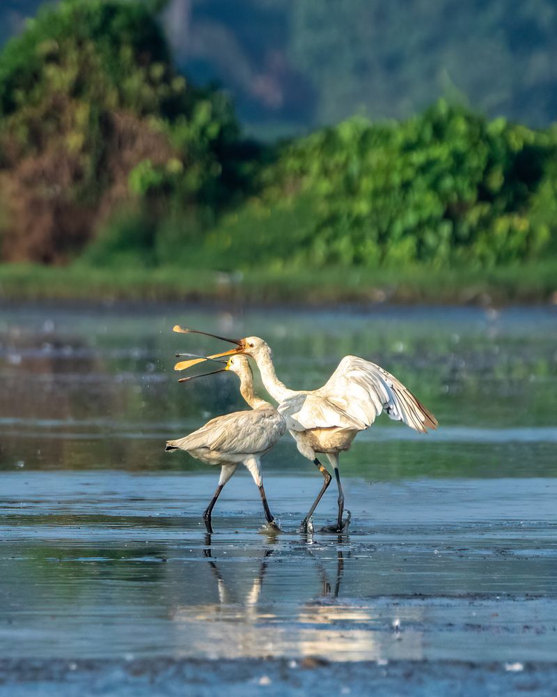 Фотография автора JISHNUDEV PULINKUZHY