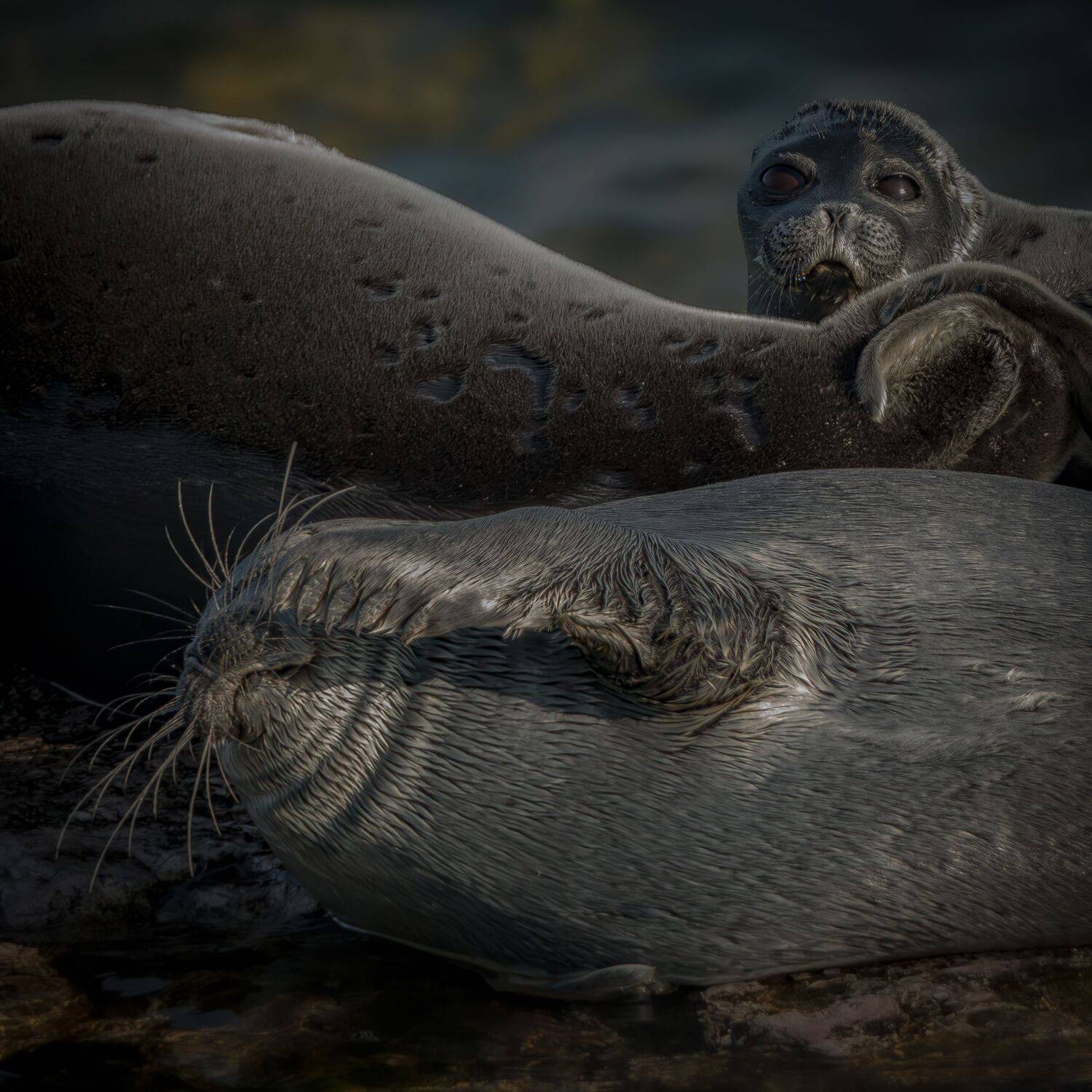 Из жизни Байкальских нерп