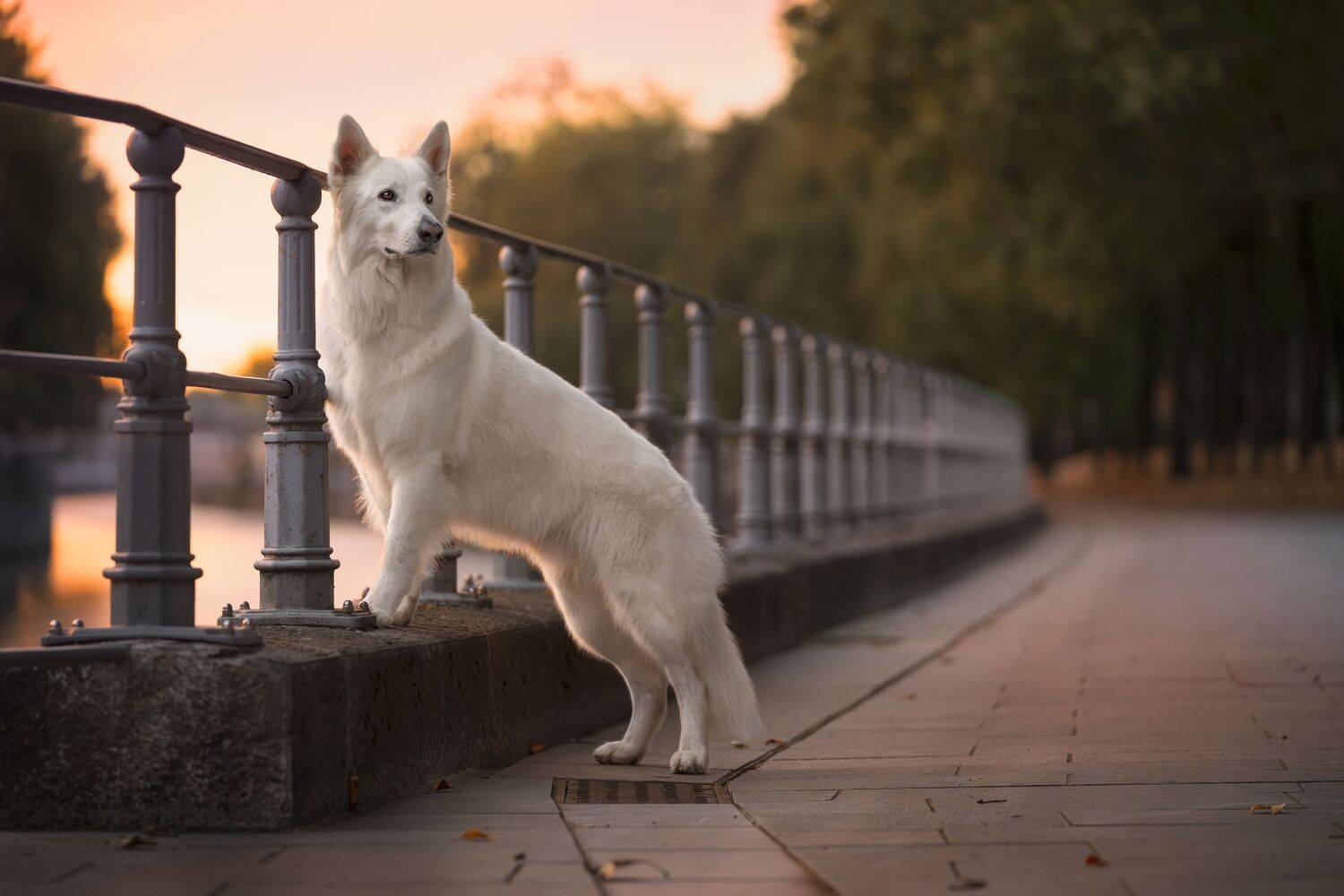 Streets and Woods Streets and Woods