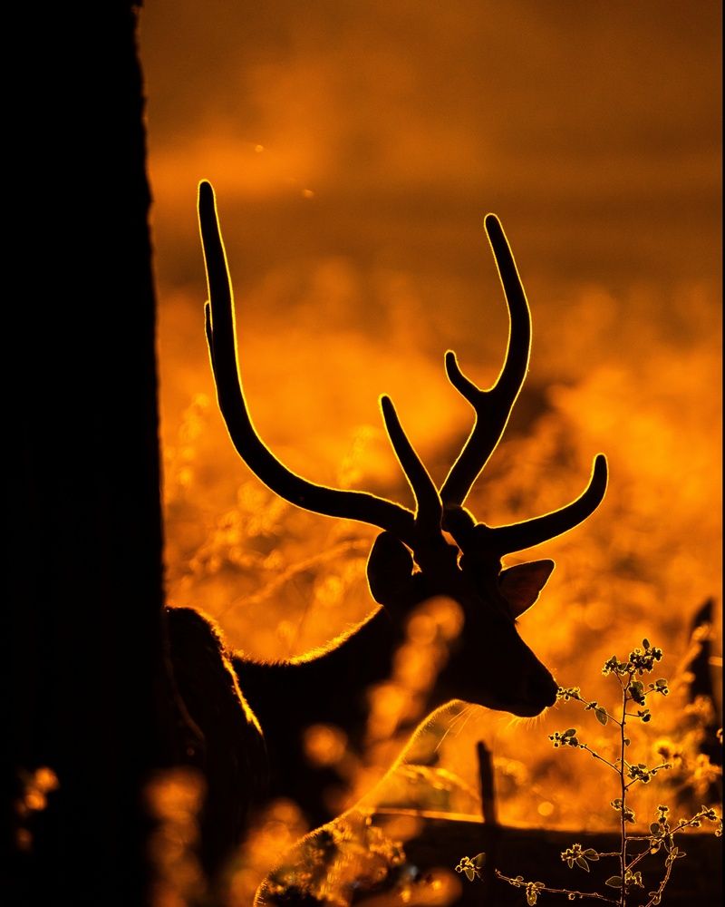 Photograph by mahadevan Arige