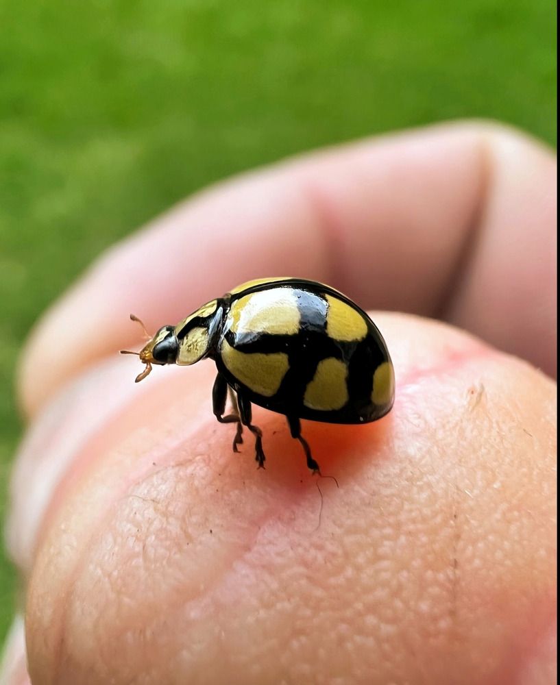Lady Beetle