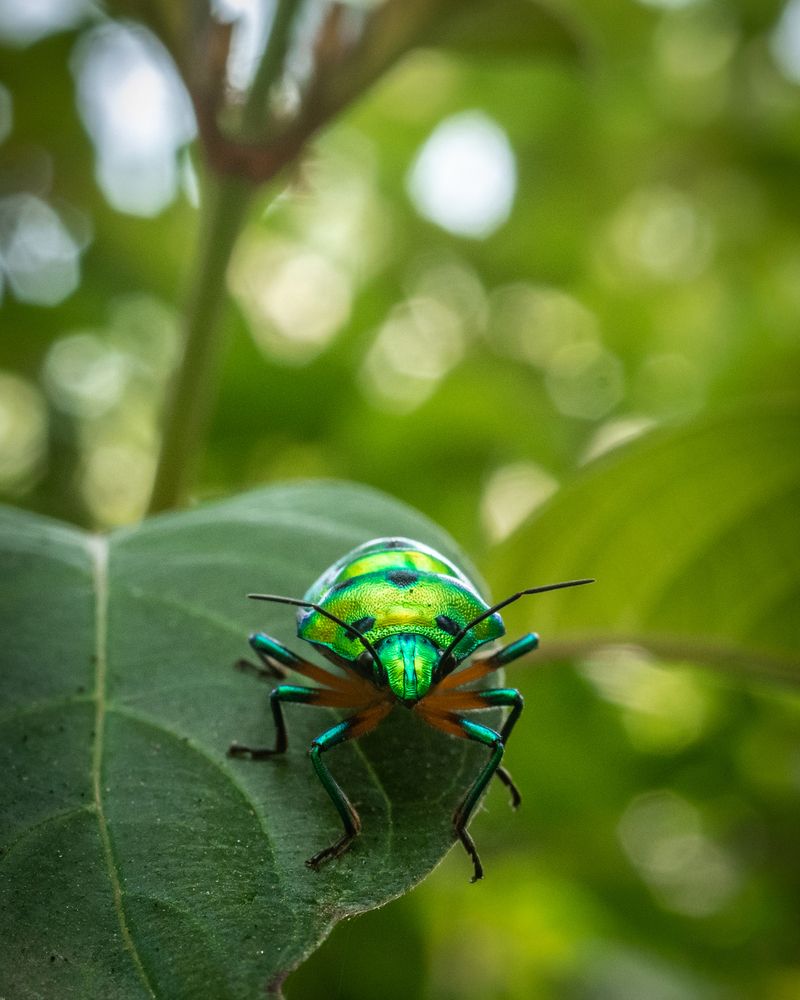 Фотография автора JISHNUDEV PULINKUZHY