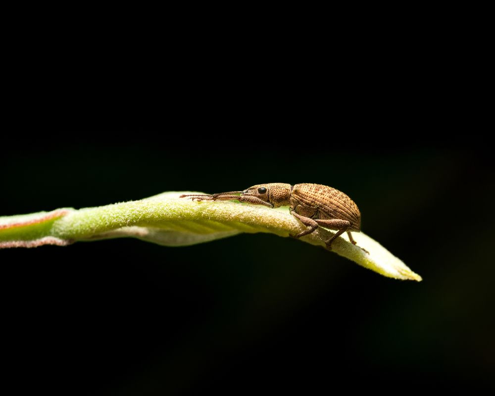 Photograph by JISHNUDEV PULINKUZHY