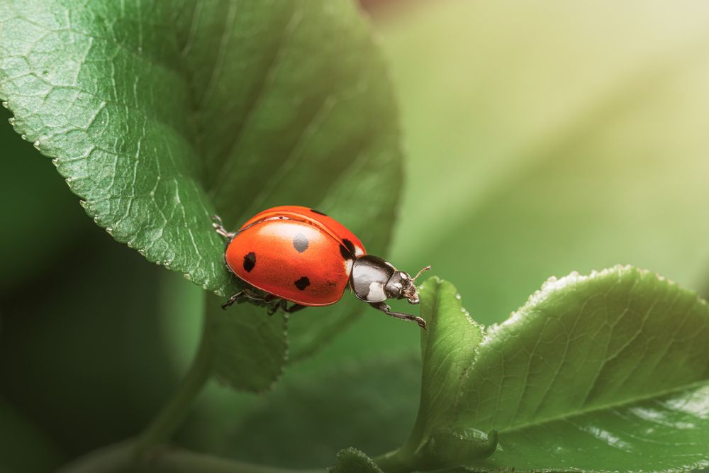 Photograph by Nikolai Suvorov