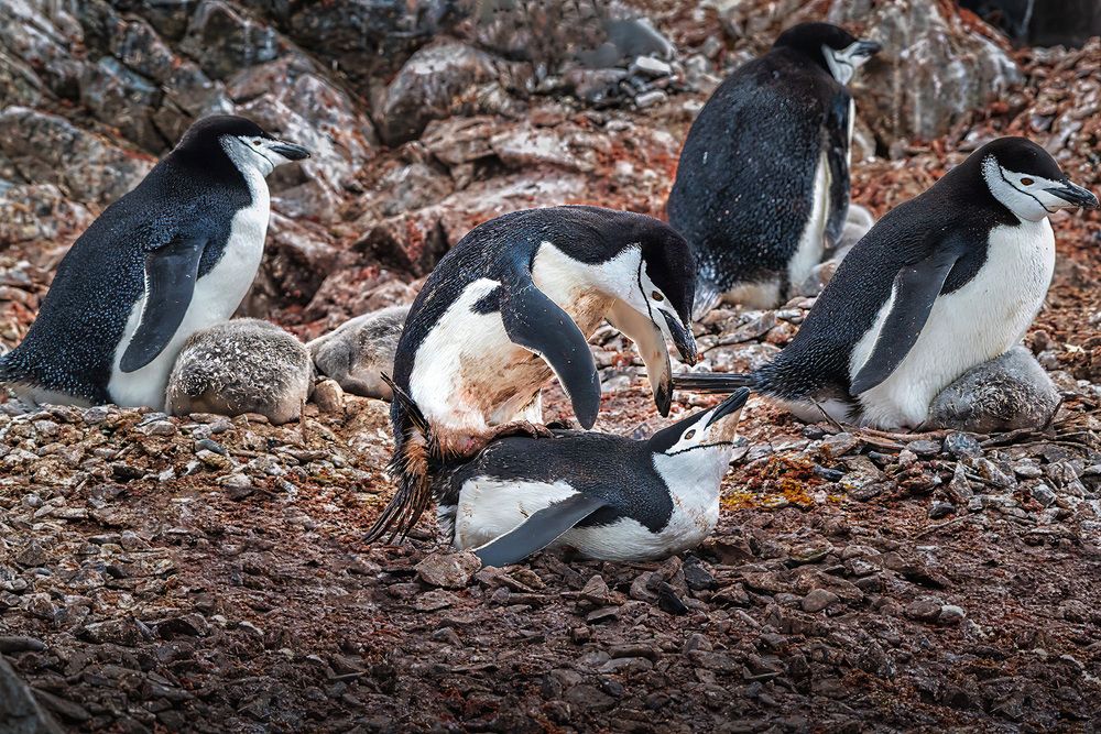 Фотография автора Bhupender Gupta