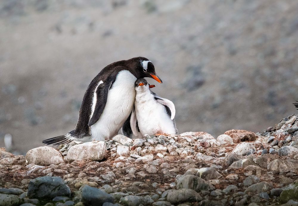 Photograph by Bhupender Gupta