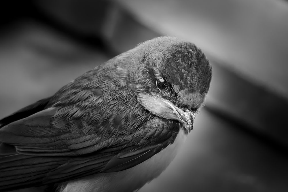 Фотография автора KOHAGI