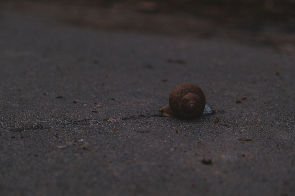 Спасение улитки