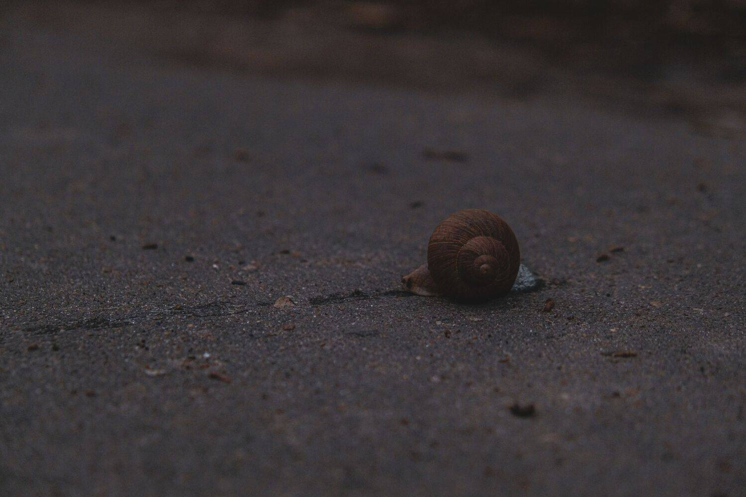 Спасение улитки