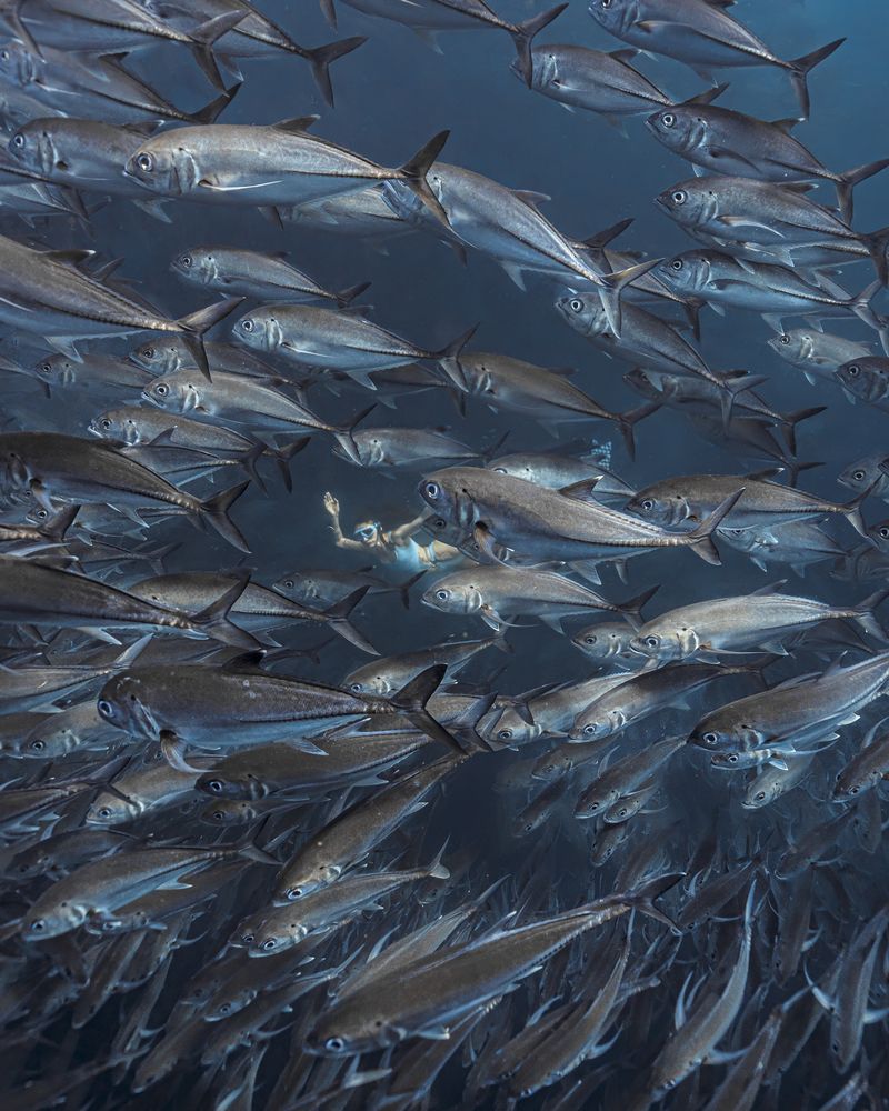 Inside the flow of fish