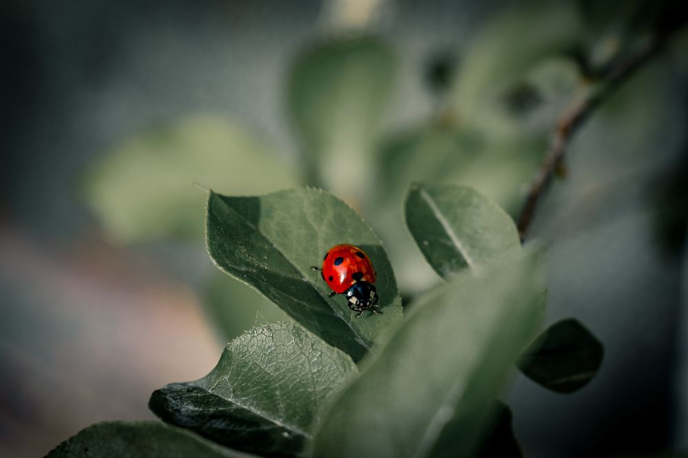 Фотография автора Kristina Shefer