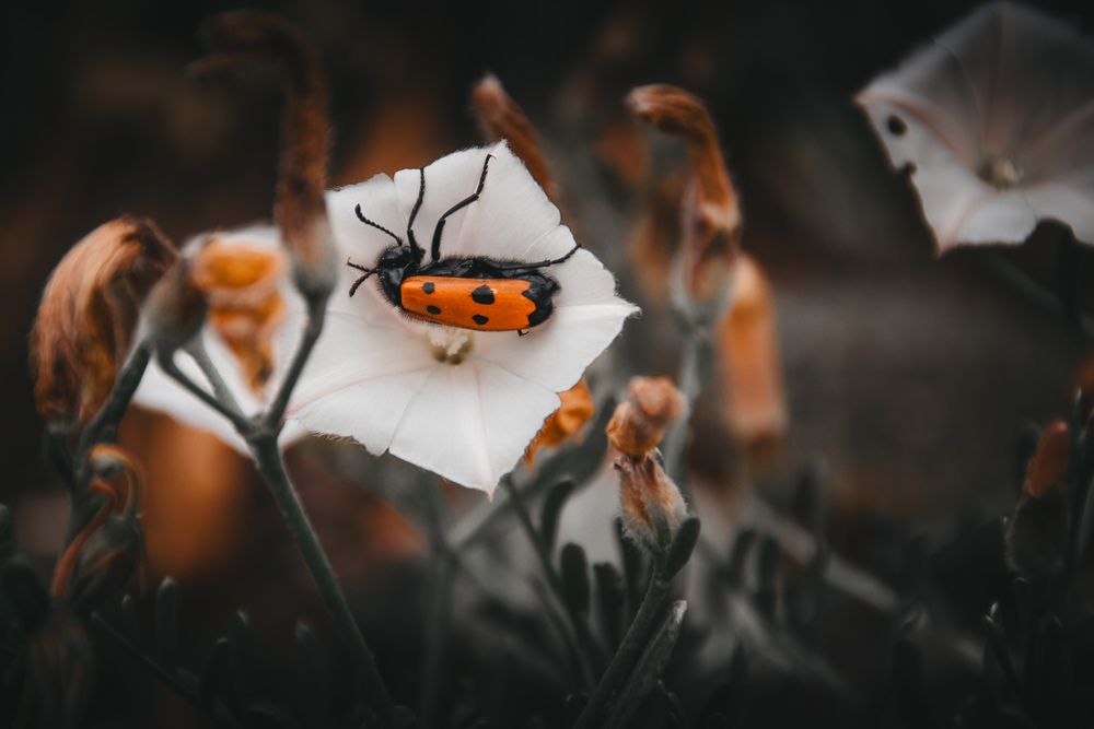 Фотография автора Kristina Shefer