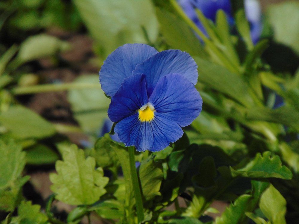 Blue flower