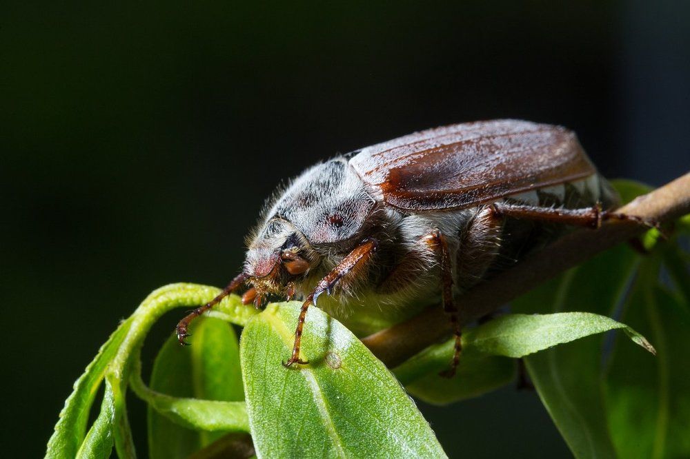 Символ мая.