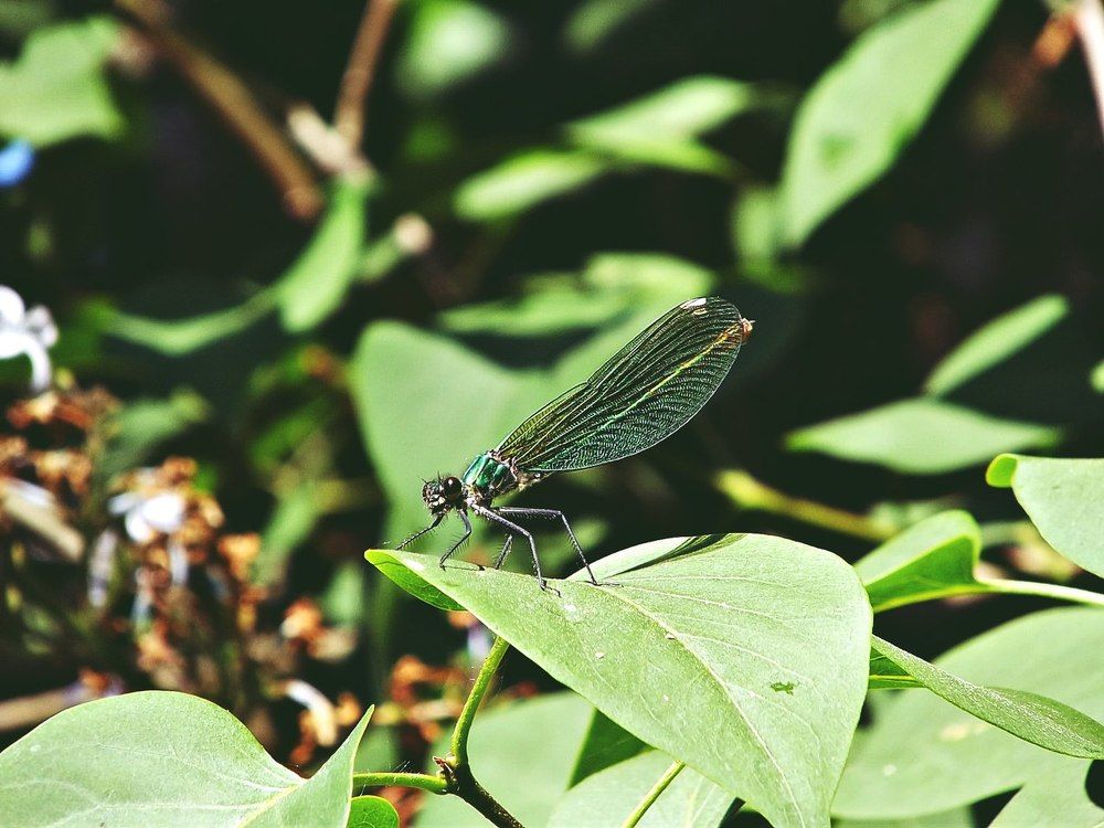 Весёлая стрекоза.