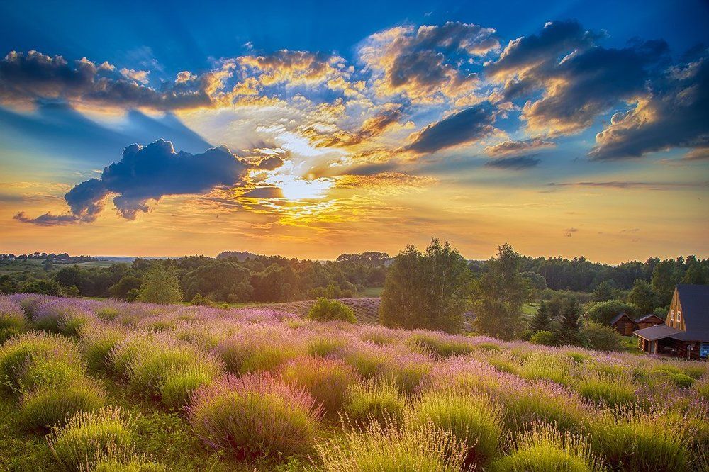 Закат в лавандовом поле
