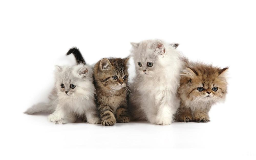 симпотяжки