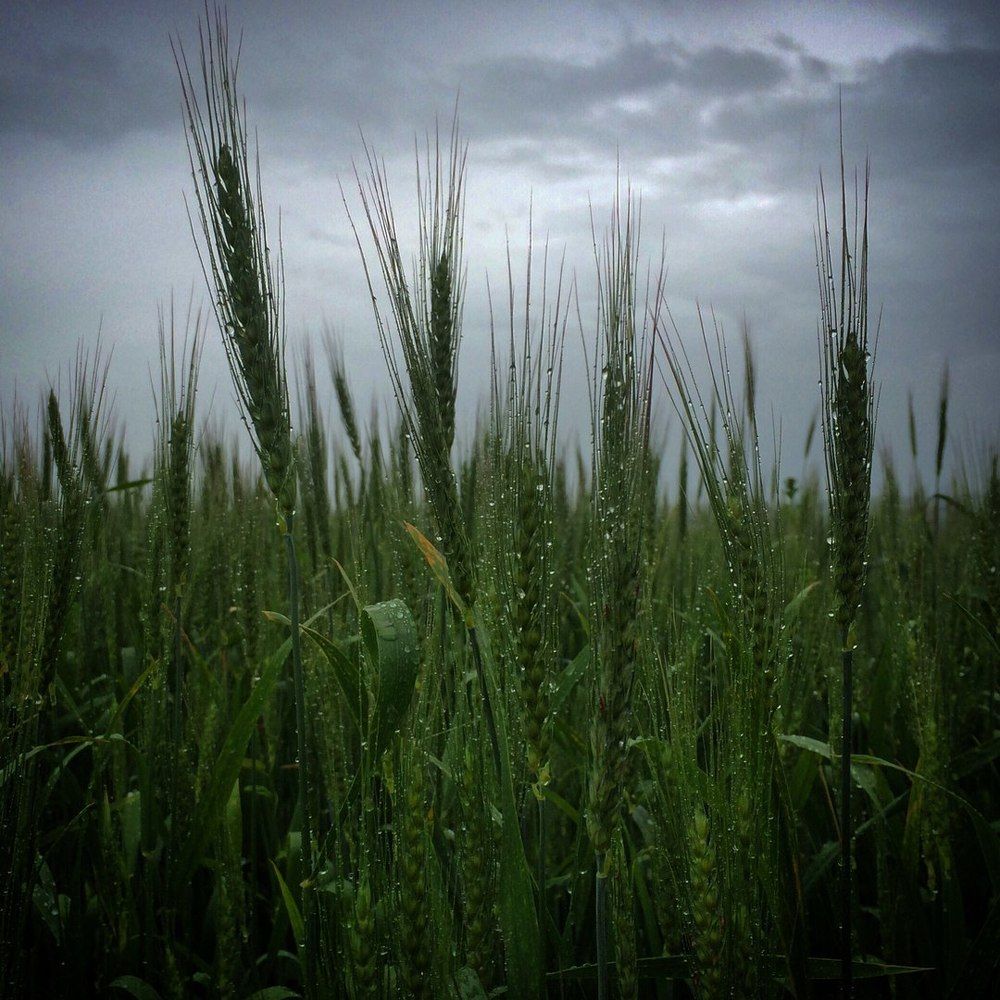 после дождичка, в четверг...