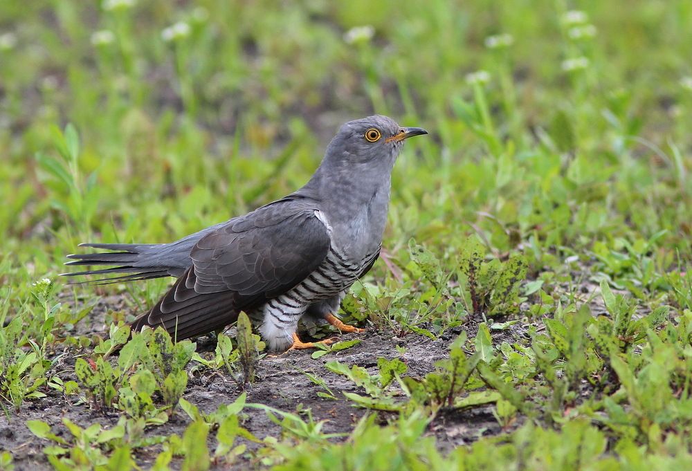 Ну чем я не ястреб ?