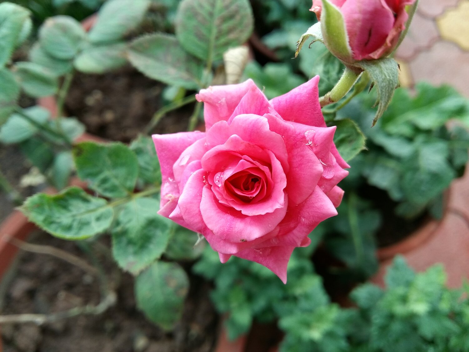 Flower pink rose