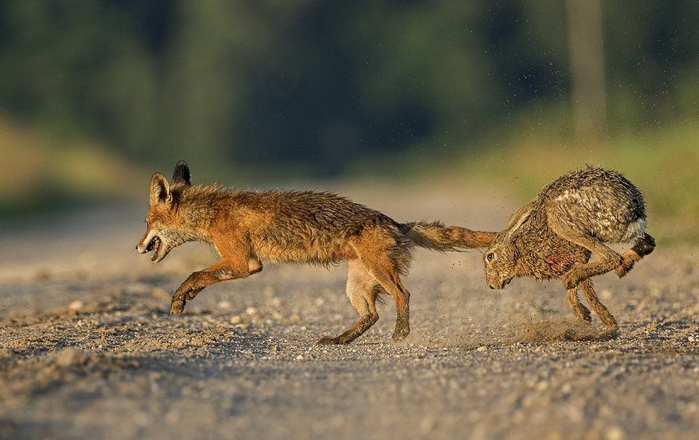 Борьба за жизнь