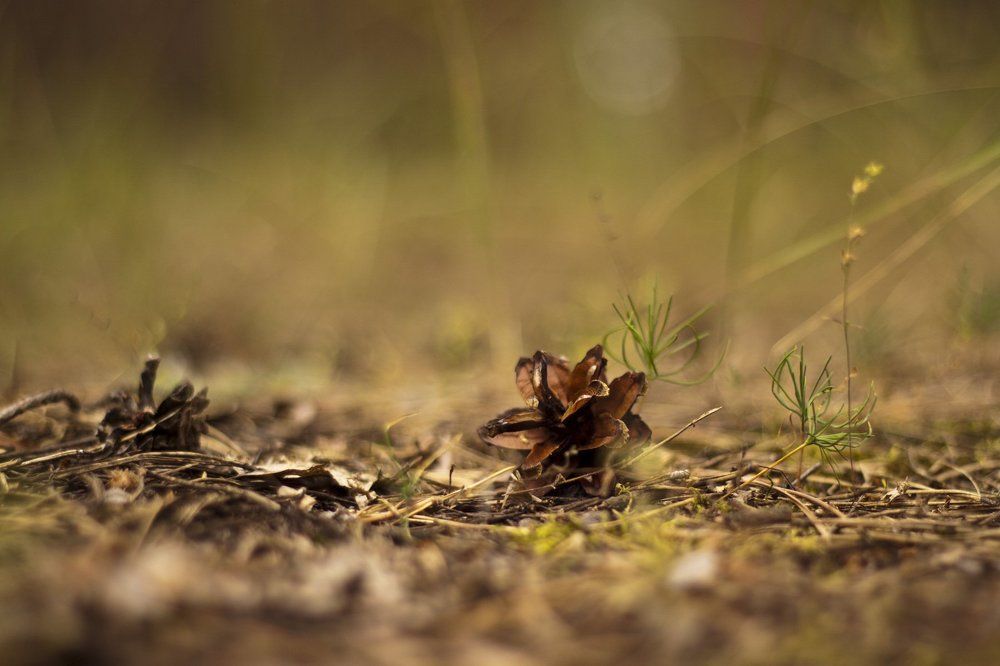 шишка и будущая сосна