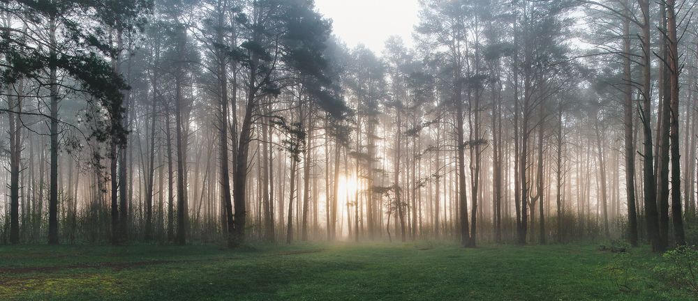 Туман в лесу