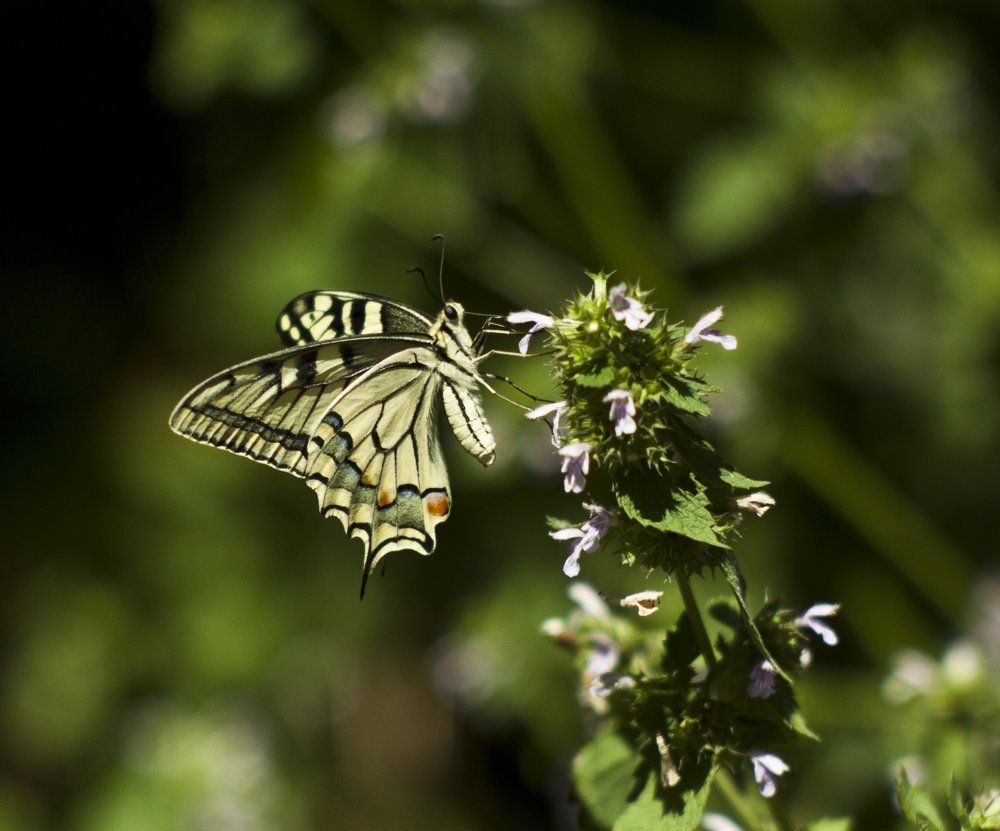 Photograph by Ирина