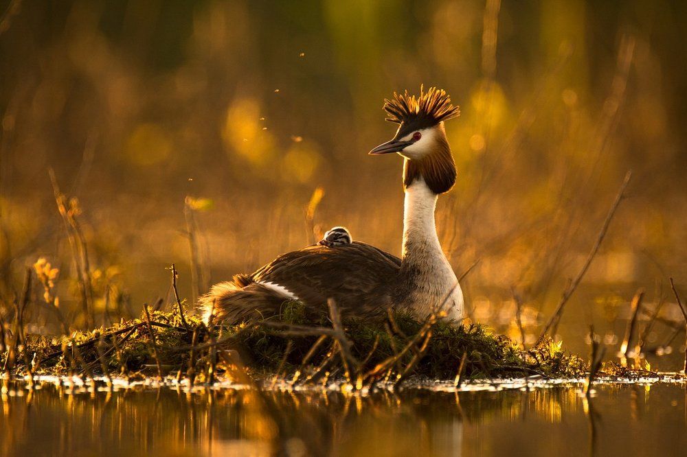 Первый птенец