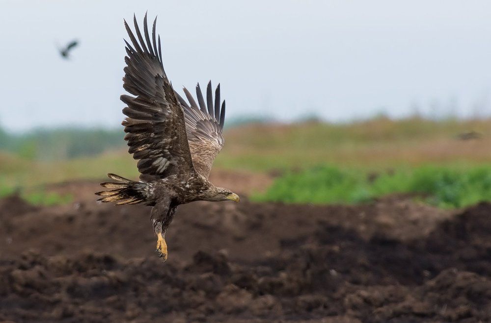 Полёт орлана.