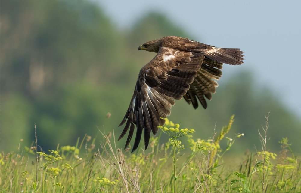 Малый подорлик