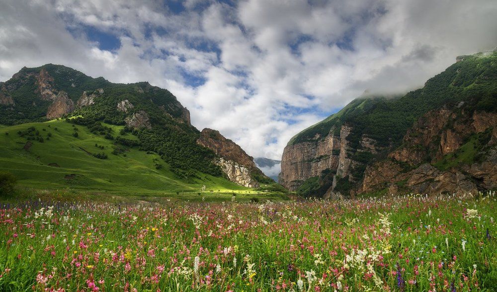 Разнотравие