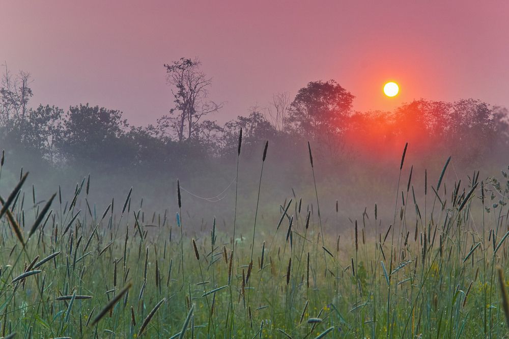 Туманное утро