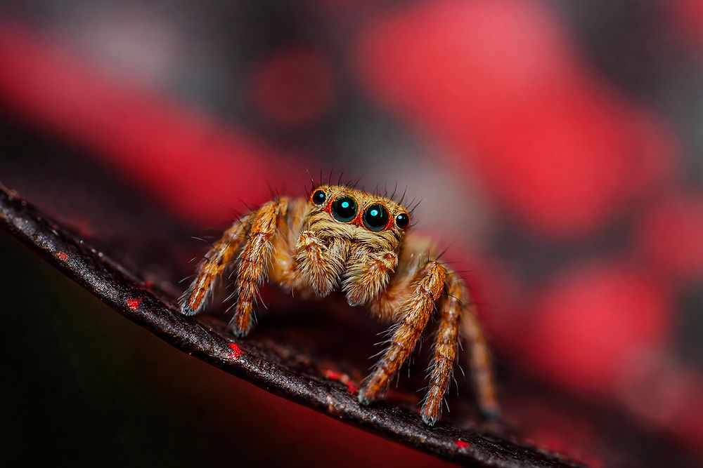 Photograph by Dewindu H. Fernando