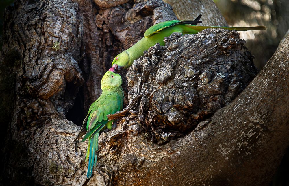 Photograph by Saliya Ambegoda