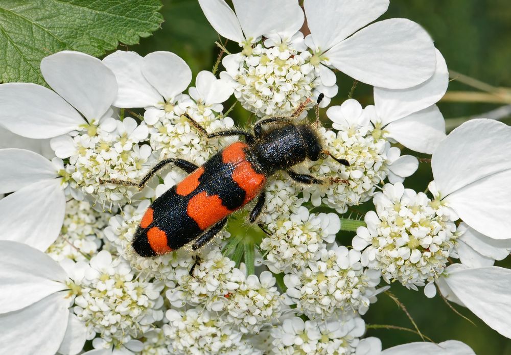 Photograph by Pancic Ivan