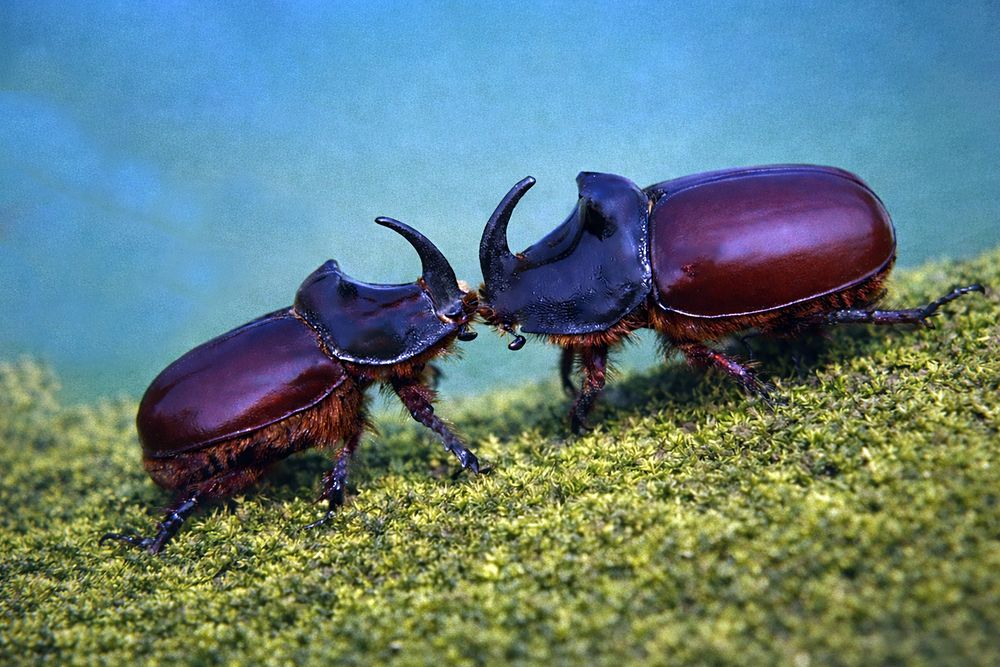 Photograph by Pancic Ivan