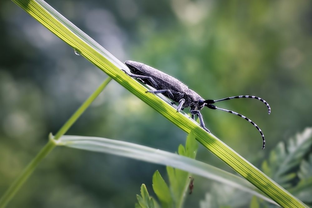 Стеблевой усач