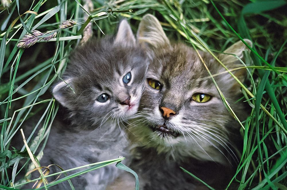 Материнская любовь.