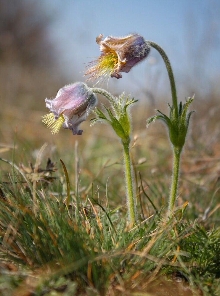 Pasque Flower.