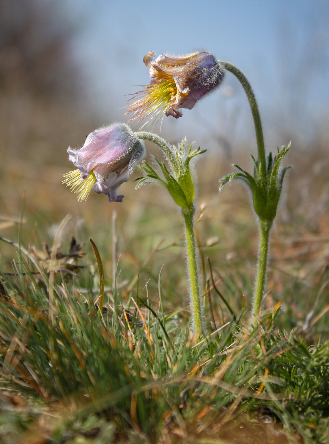 Pasque Flower.