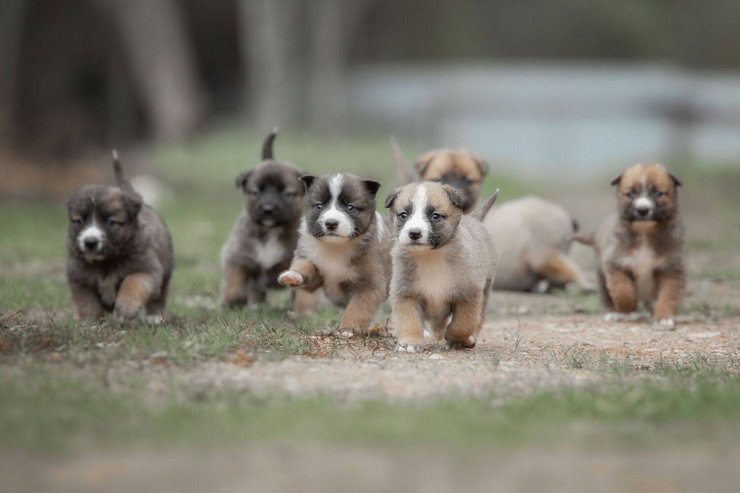 В поисках дома...
