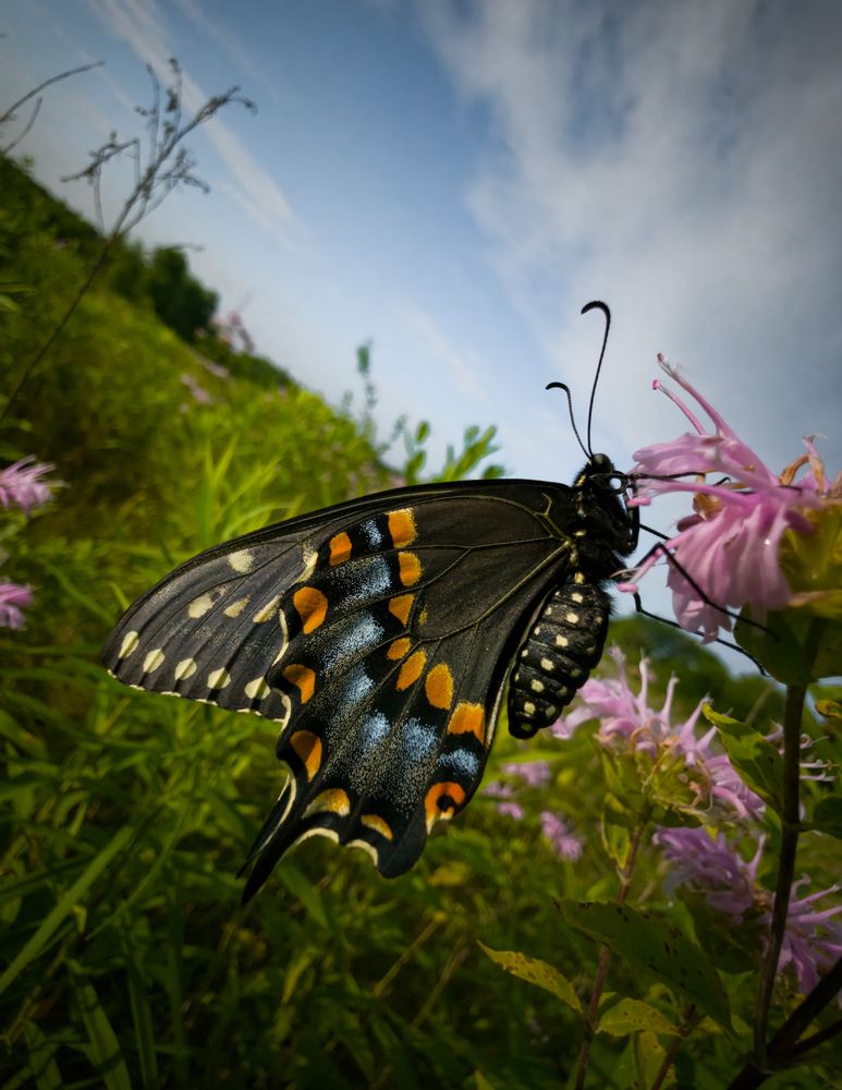 Swallowtail in the Meadow Wind