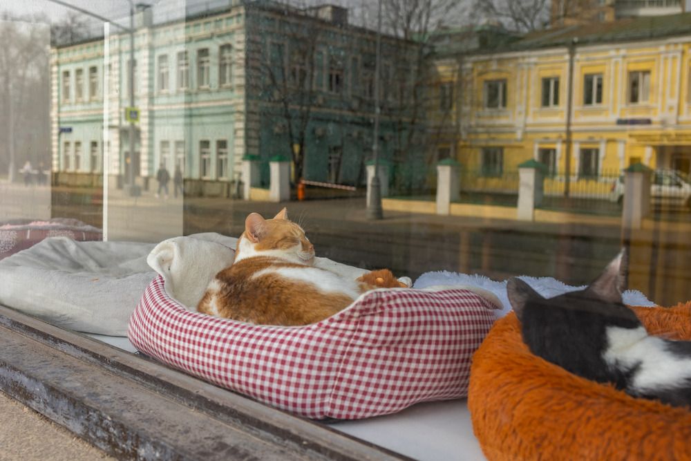 Photograph by Олег Дорошенко